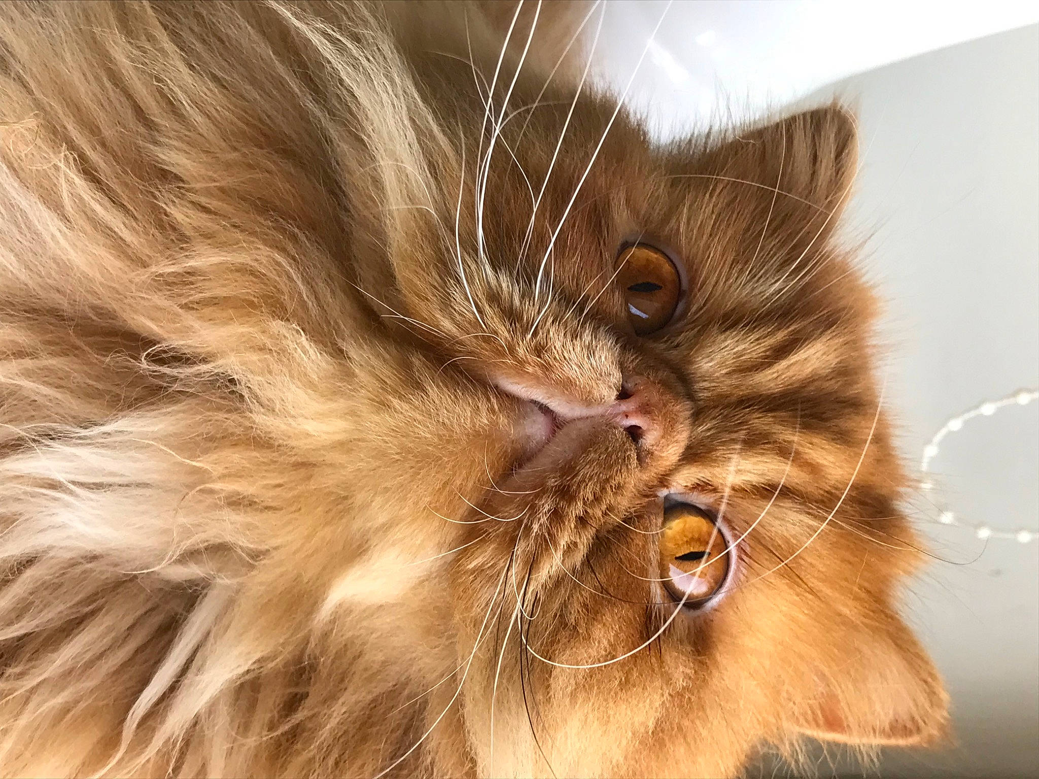 Mozart participe au concours pour gagner de l'argent avec cette photo : brown, carnivore, cat, fawn, felidae, fur, liver, maine_coon, paw, small_to_medium_sized_cats, snout, terrestrial_animal, whiskers