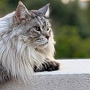 Noisette a rejoint le concours — aidez-le/la à gagner de superbes lots ! cat, fluffy, long_hair, portrait, side_view, animal, pet, outdoor, nature, feline, whiskers, ears, face, paw, texture, closeup, calm, gray, white, background_blur