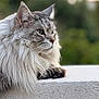 animal, background_blur, calm, cat, closeup, ears, face, feline, fluffy, gray, long_hair, nature, outdoor, paw, pet, portrait, side_view, texture, whiskers, white