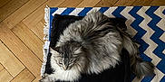 Noisette a rejoint le concours — aidez-le/la à gagner de superbes lots ! animal, blanket, canine, cat, cushion, dog, dogbed, hardwood, homedecor, indoors, interiordesign, kitten, manx, mat, person, pet, rug, sleeping, stainedwood, wood