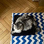animal, blanket, canine, cat, cushion, dog, dogbed, hardwood, homedecor, indoors, interiordesign, kitten, manx, mat, person, pet, rug, sleeping, stainedwood, wood
