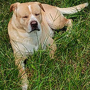 Woowoo is registered to the contest to win money with this photo: dog, tan_dog, grass, outdoor, pet, animal, relaxed, sunlight, nature, canine, lying_down, daytime, mammal, closeup, resting, field, summer, fur, peaceful, companion