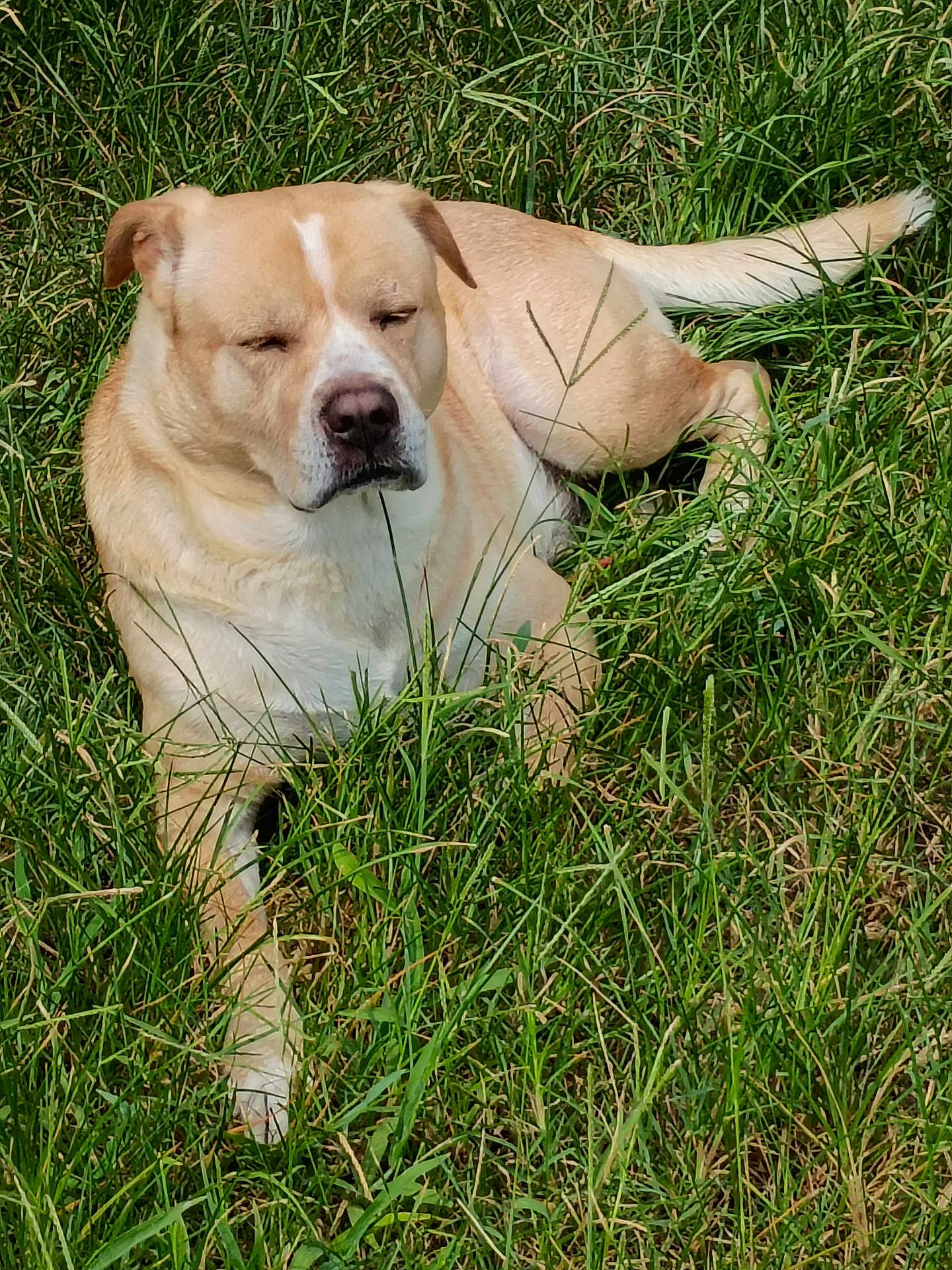 Woowoo is registered to the contest to win money with this photo: dog, tan_dog, grass, outdoor, pet, animal, relaxed, sunlight, nature, canine, lying_down, daytime, mammal, closeup, resting, field, summer, fur, peaceful, companion