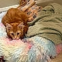 cat, kitten, orange_cat, fur, pet_bed, blanket, cozy, indoor, floor, tile_floor, wall, home, cute, animal, feline, resting, curled_up, soft, colorful, playful