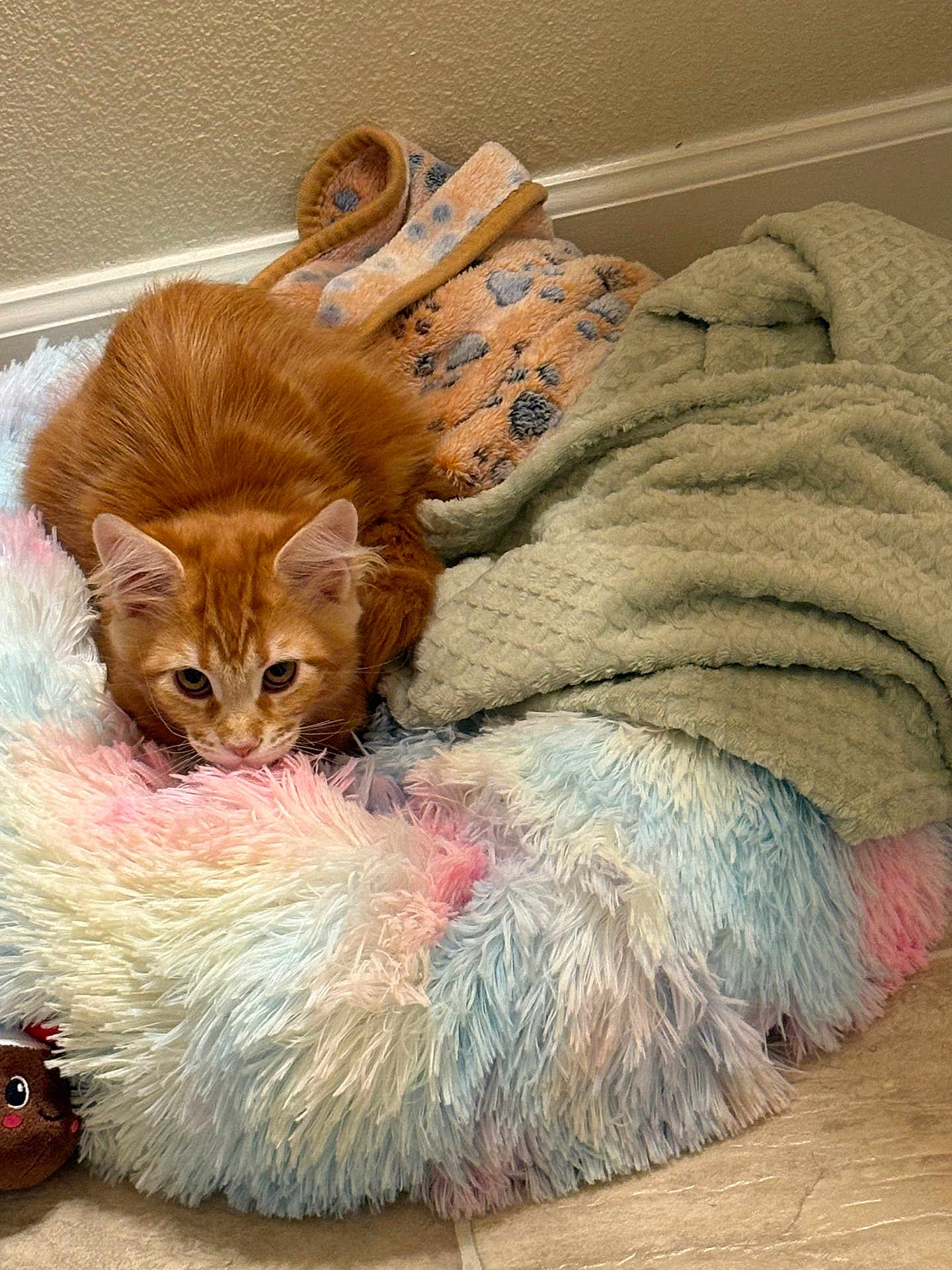 Maui joined the competition — help win amazing prizes! cat, kitten, orange_cat, fur, pet_bed, blanket, cozy, indoor, floor, tile_floor, wall, home, cute, animal, feline, resting, curled_up, soft, colorful, playful