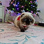 animal, carpet, cat, christmas_tree, close_up, cute, decorations, festive, floor, floral_pattern, holiday, indoor, kitten, lights, ornaments, pet, presents, red_sweater, soft_lighting, young_cat