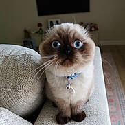 Newton joined the competition — help win amazing prizes! animal, beige_couch, bell, blurred_background, carpet, cat, closeup, collar, cute, domestic, duck_charm, fluffy, furniture, indoor, pet, portrait, sitting, surprised, whiskers, wide_eyes