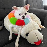 Kalea joined the competition — help win amazing prizes! big_eyes, chihuahua, couch, cozy, cute, dog, ears, indoor, living_room, pet_bed, plush_toy, rainbow_pillow, relaxed, sheep_plush, sitting, small_dog, sofa, stuffed_animal, toy, white_fur