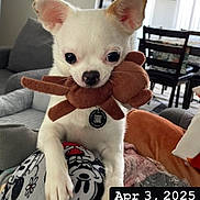 Kalea is registered to the contest to win money with this photo: animal, chihuahua, cozy, cute, date_overlay, dog, furniture, home, indoor, lap, living_room, mickey_mouse, pajamas, person, pet, small_dog, sofa, stuffed_toy, toy, white_dog