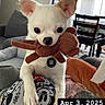animal, chihuahua, cozy, cute, date_overlay, dog, furniture, home, indoor, lap, living_room, mickey_mouse, pajamas, person, pet, small_dog, sofa, stuffed_toy, toy, white_dog