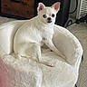 Kalea joined the competition — help win amazing prizes! animal, carpet, chihuahua, companion, cozy, curious, cute, dog, domestic, ears_up, furniture, indoor, looking_at_camera, pet, pet_bed, plush_chair, relaxed, sitting, small_dog, white_dog