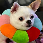 Kalea joined the competition — help win amazing prizes! dog, chihuahua, small_dog, white_dog, plush, colorful, flower_collar, pet, animal, cute, indoor, soft_texture, closeup, portrait, furry, ears, black_nose, looking_away, background_blur, companion