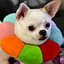 dog, chihuahua, small_dog, white_dog, plush, colorful, flower_collar, pet, animal, cute, indoor, soft_texture, closeup, portrait, furry, ears, black_nose, looking_away, background_blur, companion