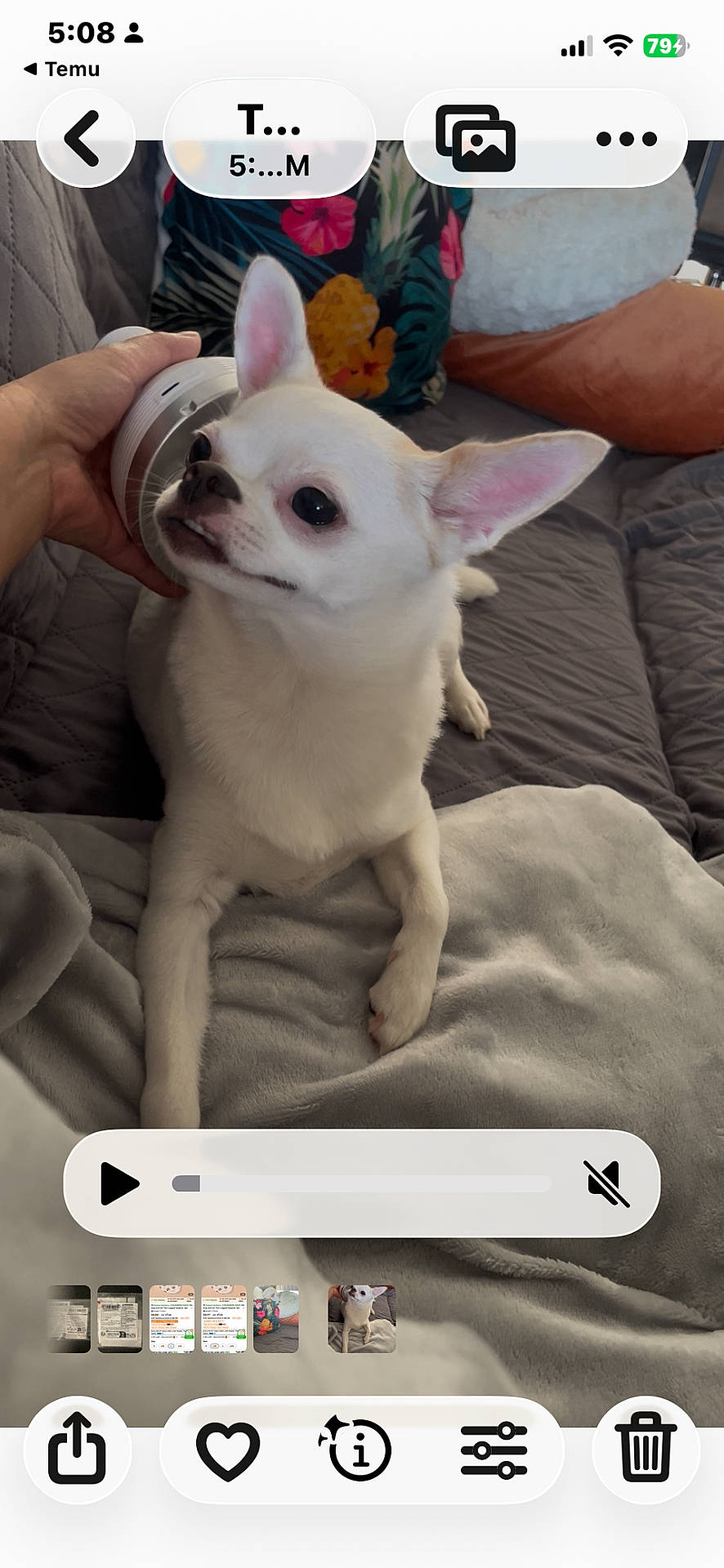 Kalea is registered to the contest to win money with this photo: bed, blanket, chihuahua, close_up, couch, cozy, dog, hand, icons, indoor, large_ears, looking_up, pet, pillow, play_bar, portrait, screenshot, small_dog, smartphone_ui, white_fur