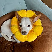Keanu is registered to the contest to win money with this photo: animal, blue_chair, brown_cushion, brown_spots, chair, cozy, cushion, cute, dog, ears_up, flower_collar, indoor, looking_at_camera, pet, plush_collar, resting, small_dog, soft_texture, white_dog, yellow_collar