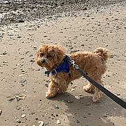 Charlie is registered to the contest to win money with this photo: dog, beach, sand, shells, leash, harness, water, outdoor, pet, curious, small_dog, fluffy, walking, nature, coast, seaside, animal, daytime, shore, calm