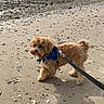 dog, beach, sand, shells, leash, harness, water, outdoor, pet, curious, small_dog, fluffy, walking, nature, coast, seaside, animal, daytime, shore, calm