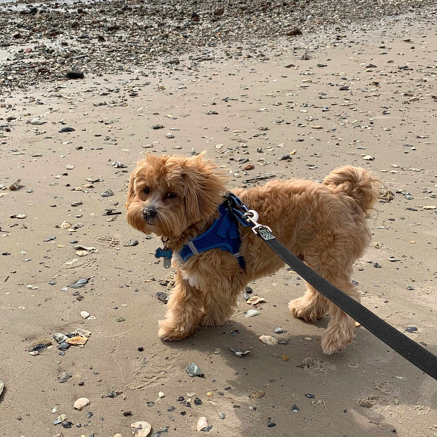 Charlie is registered to the contest to win money with this photo: dog, beach, sand, shells, leash, harness, water, outdoor, pet, curious, small_dog, fluffy, walking, nature, coast, seaside, animal, daytime, shore, calm