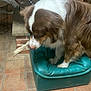 australian_shepherd, brick, brown_and_white, chew_toy, chewing_bone, close_up, cozy, dog, dog_bed, flowers, fur, home, indoor, muzzle, paws, pet, plant, teal_bed, tile_floor, wooden_decor