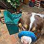 Aïko Blasco participe au concours pour gagner de l'argent avec cette photo : dog, brown_dog, white_markings, pet, toy, frisbee, blue_toy, green_pet_bed, indoor, tiled_floor, plant, mop_bucket, motion_blur, close_up, nose, paw, playful, chewing, furniture, living_space