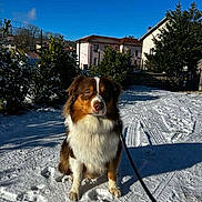 Aïko Blasco a rejoint le concours — aidez-le/la à gagner de superbes lots ! dog, australian_shepherd, snow, leash, sitting, outdoor, yard, house, fence, trees, blue_sky, sunlight, shadow, pawprints, portrait, brown_and_white, fluffy, winter, residential, ground