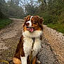 australian_shepherd, brown_coat, collar, daylight, dog, forest, fur, grass, gravel_path, leash, nature, outdoor, paws, pet, portrait, sitting, tongue_out, trail, trees, white_chest