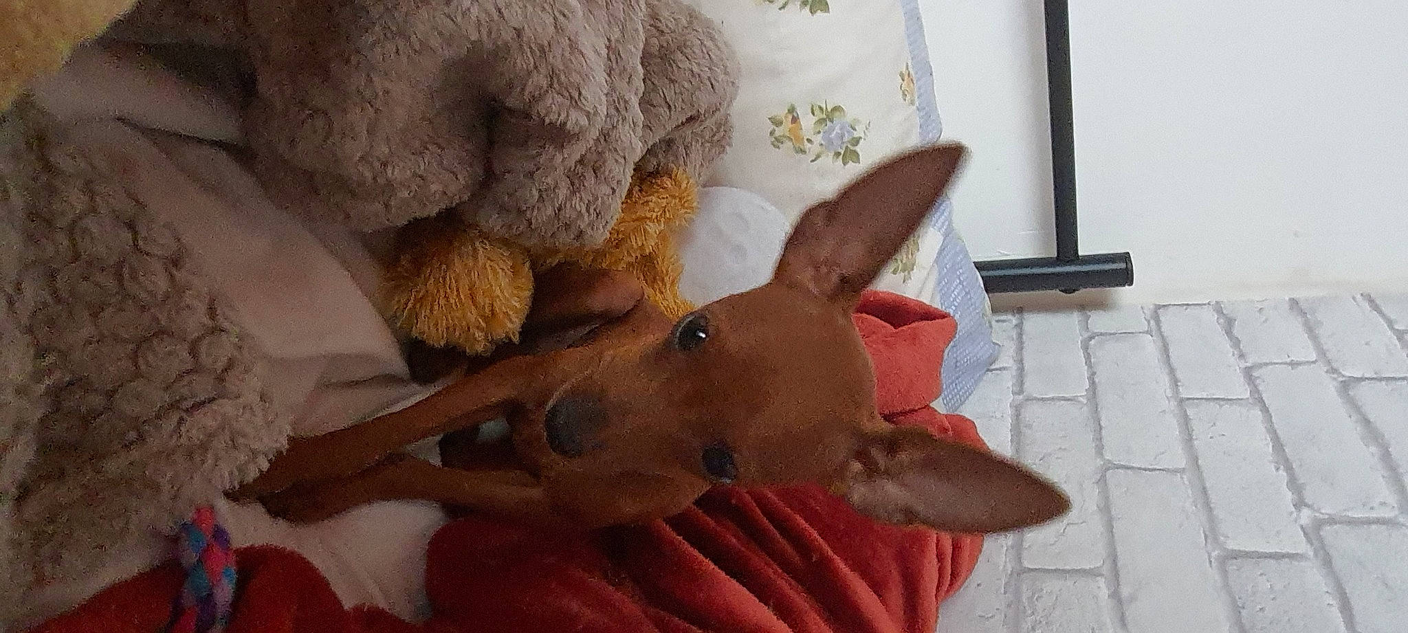 Tao participe au concours pour gagner de l'argent avec cette photo : art, canidae, carnivore, comfort, companion_dog, curtain, dog, dog_breed, ear, fawn, fur, linens, room, snout, sporting_group, tail, terrestrial_animal, textile, wood, working_animal