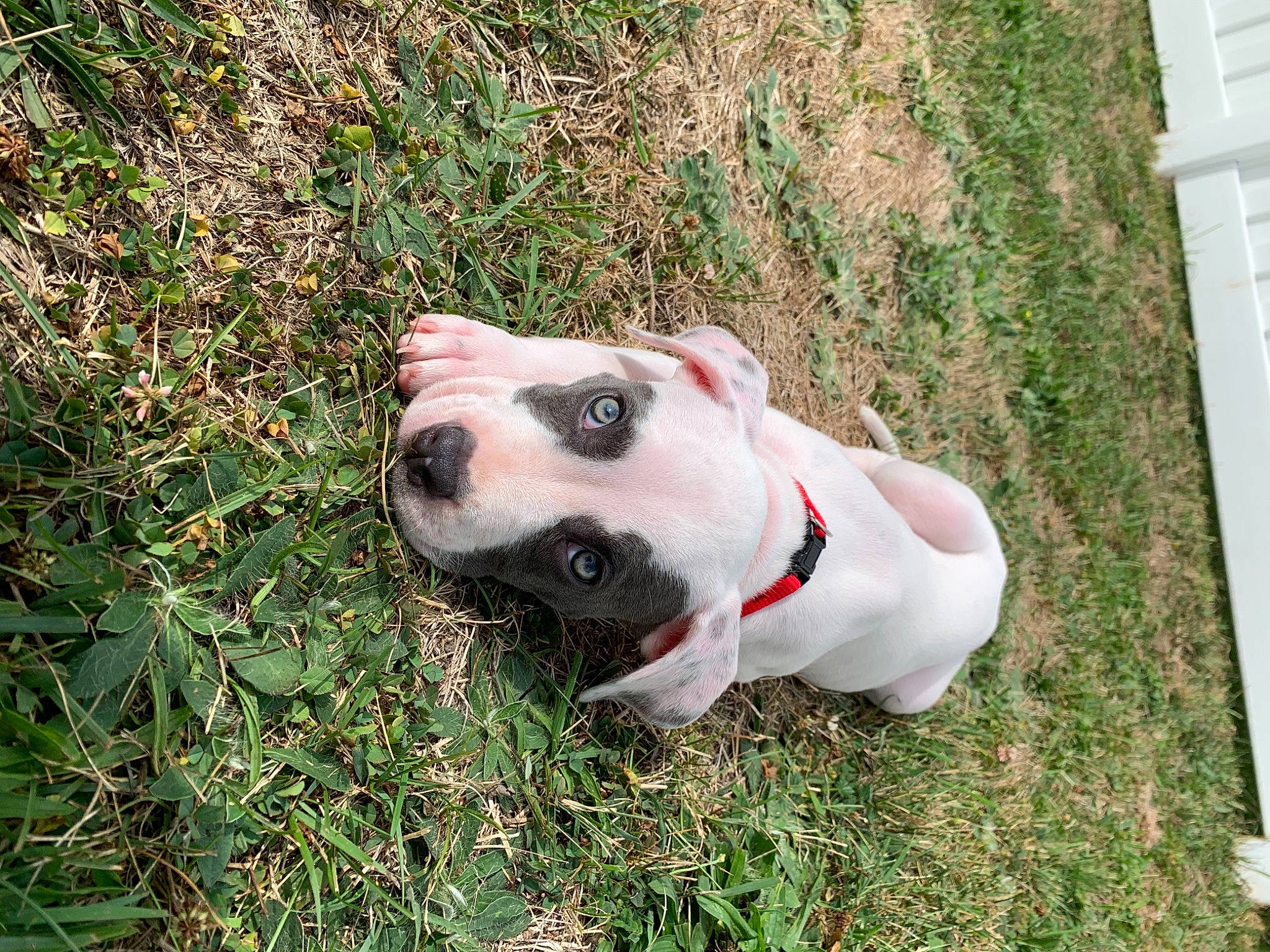 Blu joined the competition — help win amazing prizes! canidae, carnivore, collar, companion_dog, dog, dog_breed, dog_collar, dog_supply, dogo_guatemalteco, fawn, grass, grass_family, groundcover, non_sporting_group, old_english_bulldog, pet_supply, snout, sporting_group, working_animal, working_dog