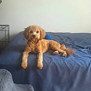 Ireland joined the competition — help win amazing prizes! animal, ball, bed, blanket, blue_bedspread, canine, carpet, cute, dog, domestic_animal, fur, furniture, indoor, paw, pet, quiet, relaxing, resting, sleep_area, toy