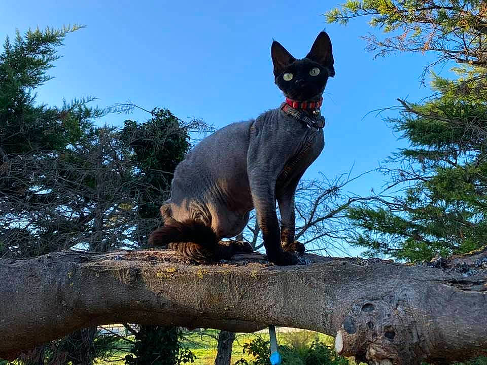 Bacio participe au concours pour gagner de l'argent avec cette photo : beak, bombay, carnivore, cat, dog_breed, electric_blue, fawn, felidae, fur, nature, organism, sky, small_to_medium_sized_cats, snout, tail, terrestrial_animal, tree, trunk, twig, whiskers