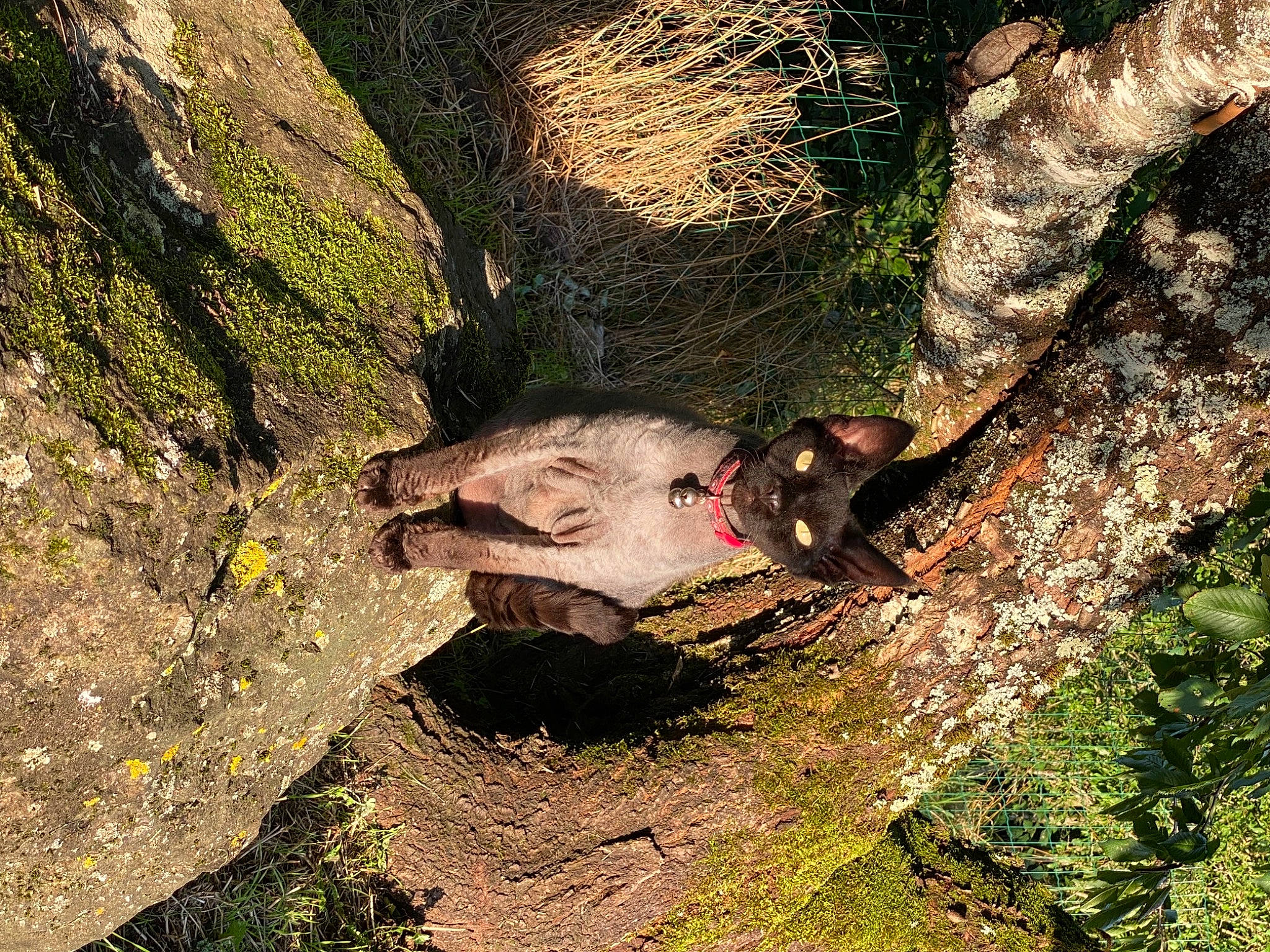 Bacio participe au concours pour gagner de l'argent avec cette photo : adventure, bedrock, carnivore, fawn, forest, grass, jungle, organism, outcrop, people_in_nature, plant, recreation, rock, snout, soil, terrestrial_animal, tree, trunk, wildlife, wood