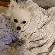 Vita participe au concours pour gagner de l'argent avec cette photo : animal, bed, blanket, comfort, companion, cozy, curious, cute, dog, fur, indoor, pet, relaxing, resting, small_dog, snug, texture, warm, white_dog, wrapped