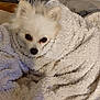 animal, bed, blanket, comfort, companion, cozy, curious, cute, dog, fur, indoor, pet, relaxing, resting, small_dog, snug, texture, warm, white_dog, wrapped
