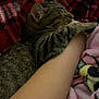 cat, tabby_cat, arm, blanket, remote_control, snuggling, sleeping, cozy, indoor, soft_texture, striped_fur, resting, human, comfort, pink_blanket, red_blanket, relaxation, pet, domestic_animal, feline