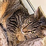 cat, tabby, feline, pet, animal, green_eyes, whiskers, fur, striped, relaxed, sleepy, indoor, blanket, soft_texture, close_up, resting, paw, face, ears, home