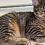 cat, tabby, green_eyes, striped_fur, feline, pet, animal, lying_down, cozy, blanket, indoor, relaxed, resting, soft_texture, close_up, whiskers, paw, tail, cute, fur