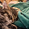animal, blanket, cat, close_up, cozy, cute, domestic_animal, feline, fur, indoor, kitten, nap, paw, pet, relaxation, resting, sleeping, soft, teal, whiskers