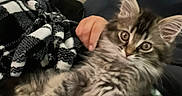 Freya joined the competition — help win amazing prizes! kitten, cat, fluffy, tabby, pet, animal, furniture, couch, blanket, hand, cozy, indoor, cute, young, relaxed, striped, fur, comfort, domestic, resting