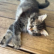 Freya joined the competition — help win amazing prizes! kitten, cat, animal, pet, feline, fur, whiskers, wooden_floor, cute, relaxed, laying_down, tabby, small, indoor, young, adorable, sleepy, closeup, mammal, domestic