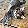 adorable, animal, cat, closeup, cute, domestic, feline, fur, indoor, kitten, laying_down, mammal, pet, relaxed, sleepy, small, tabby, whiskers, wooden_floor, young