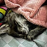 Freya joined the competition — help win amazing prizes! kitten, sleeping, blanket, pink, fur, cozy, bedspread, plush_toy, colorful, indoor, cute, animal, pet, resting, feline, soft, comfort, closeup, nap, peaceful