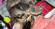 Freya joined the competition — help win amazing prizes! animal, bed, blanket, cat, closeup, cozy, cute, fur, furry, indoor, kitten, pet, plaid, playful, resting, sleepy, soft, toy, whiskers, young