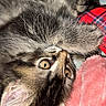 Freya joined the competition — help win amazing prizes! kitten, cat, pet, animal, furry, whiskers, toy, blanket, bed, plaid, soft, cute, indoor, playful, young, fur, closeup, sleepy, cozy, resting