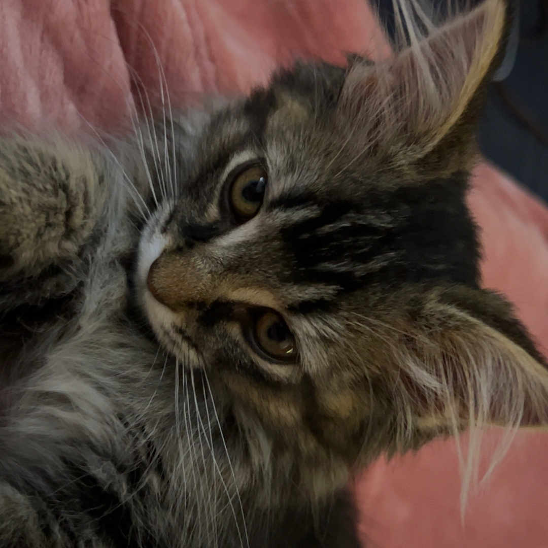 Freya