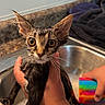 animal, bath, cleaning, closeup, cup, curious, domestic_cat, expression, fur, hand, indoor, kitten, large_eyes, pet, sink, soap, tattoo, water, wet, young