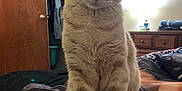 Punkin is registered to the contest to win money with this photo: cat, tabby_cat, bed, blanket, bedroom, lamp, dresser, door, closet, clothing, furniture, indoor, pet, curious, animal, whiskers, tail, sitting, soft_fur, light