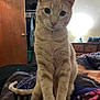 cat, tabby_cat, bed, blanket, bedroom, lamp, dresser, door, closet, clothing, furniture, indoor, pet, curious, animal, whiskers, tail, sitting, soft_fur, light