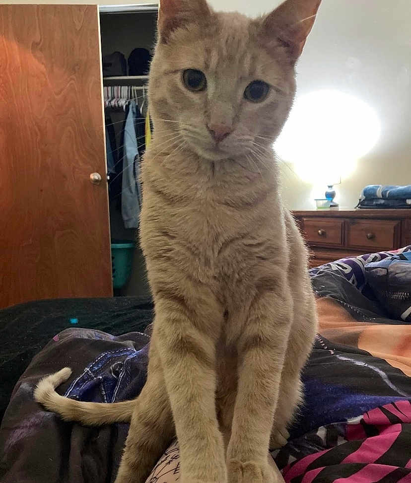 Punkin is registered to the contest to win money with this photo: cat, tabby_cat, bed, blanket, bedroom, lamp, dresser, door, closet, clothing, furniture, indoor, pet, curious, animal, whiskers, tail, sitting, soft_fur, light