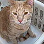 Punkin is registered to the contest to win money with this photo: cat, tabby_cat, pet, animal, feline, laundry_basket, white_basket, amber_eyes, whiskers, indoor, carpet, curious, sitting, looking_up, close_up, fur, ears, tail, domestic_cat, cute