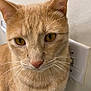 Punkin is registered to the contest to win money with this photo: cat, ginger_cat, close_up, yellow_eyes, whiskers, ears, fur, pet, indoor, light_switch, wall, curious, portrait, animal, feline, domestic_cat, sitting, texture, closeup, face